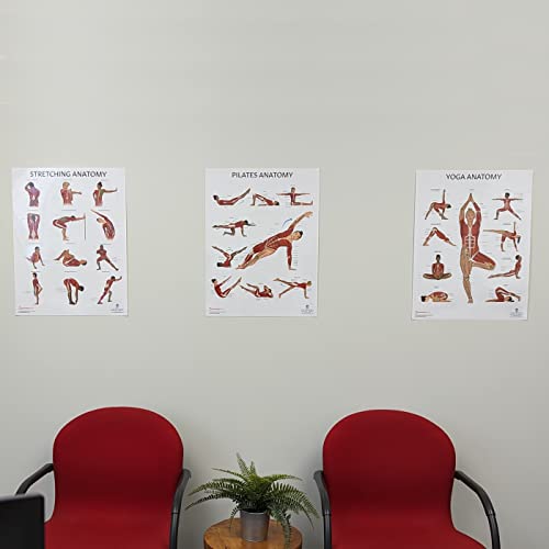 Image of Anatomy Lab Yoga, Pilates, and Stretching Anatomy Poster Set - 3 PACK LAMINATED, Anatomy and Physiology Poster, 17.3 x 22.5 Inches, Stretching Exercise Chart Posters for Wall | 3 Pack Laminated, 17.3 x 22.5 Inches