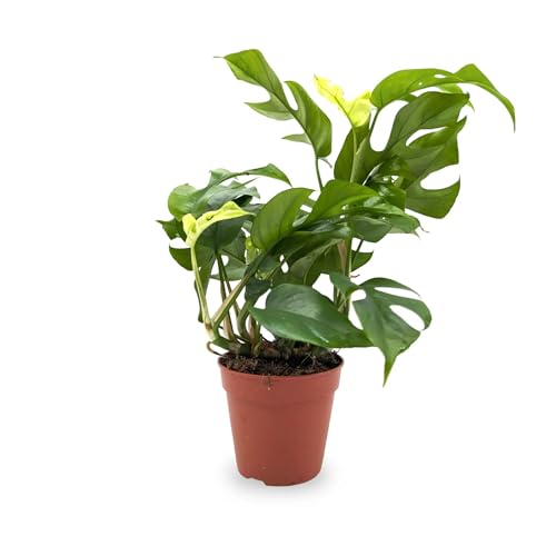 Monstera Minima - Mini Monstera 30cm (12cm Nursery Pot)
