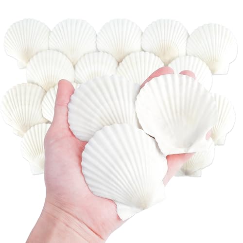 Mkobon 20 PCS Natural Scallop Shells for Crafts, 3 Inch White Seashell Decor for Home, Sea Shells for Decorating, DIY, Painting, Baking, Beach Wedding Decorations