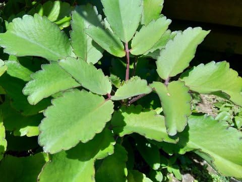 Kalanchoe pinnata Plant Pack Of 01 (B0CR4GRDV6) Amazon Price History, Amazon Price Tracker