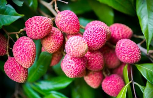 Image of Special Sweet Hybrid Seedless Grafted Litchi Plant, Lychee /Lichu Healthy Live Plant Original Variety for Indoor and Outdoor