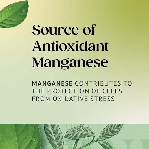 Twinings Pure Green Tea 80 Tea Bags (Pack of 4 x 20 Tea Bags)