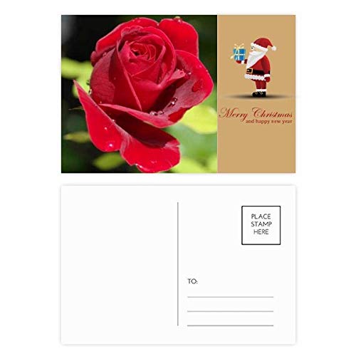 Cartes postales roses rouges foncées de 10x15 cm pour décorer votre intérieur ou écrire un mot