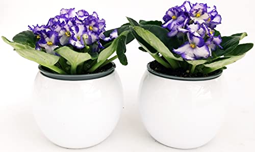 POWERS TO FLOWERS - SAINTPAULIA VIOLA/BIANCA, 2 PIANTE VASO CERAMICA SFERICO BIANCO, VIOLETTA AFRICANA, pianta vera