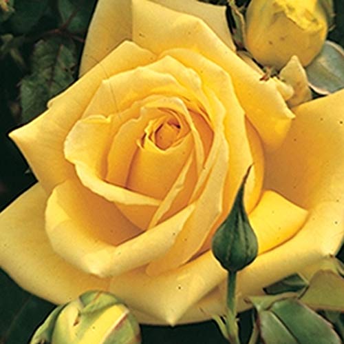 GreenBrokers SUNBLEST BUSH ROSE 3.5 LITRE, Lemon Yellow