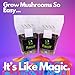 FunGuy Grow Kits, 2- PACK All-in-One, Growing Kit in a bag, Mushroom Grow Bag with Sterilized Rye Grain and Dung Loving Substrate, Spores Not Included, So Easy It's Like Magic., Brown