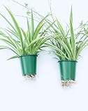 Variegated Spider Plant 'Airplane' Extra-Large - Air-Purifying, Low Maintenance, Thrives in Home & Office - Perfect for Plant Enthusiasts - Live houseplant in Potting Soil (2)