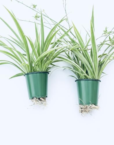 Variegated Spider Plant 'Airplane' - Air-Purifying, Low Maintenance, Thrives in