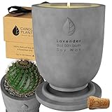 Matani Concrete Cement Candle Planter - Aromatherapy Soy, Dual Purpose Jar - Grey Lavender