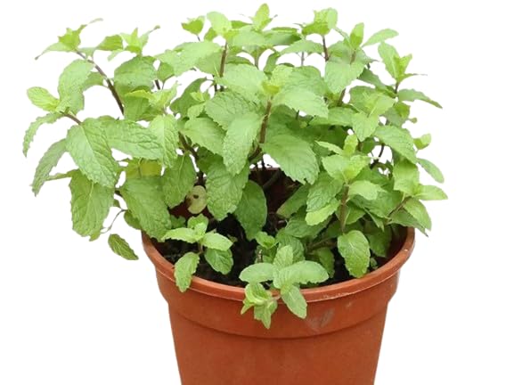 Planta Natural de Hierbabuena Hierba Aromática Mentha Spicata