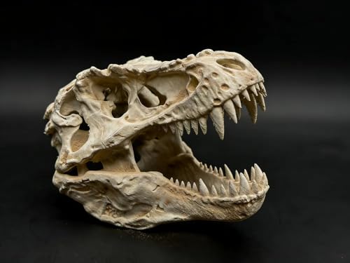 Image of 3D Printed T-Rex Dinosaur Skull Replica | Highly Detailed Tyrannosaurus Rex Fossil Model | Articulated Jaw | Desk & Shelf Decor | Paleontology Gift for Dino Lovers, Collectors & Home Display