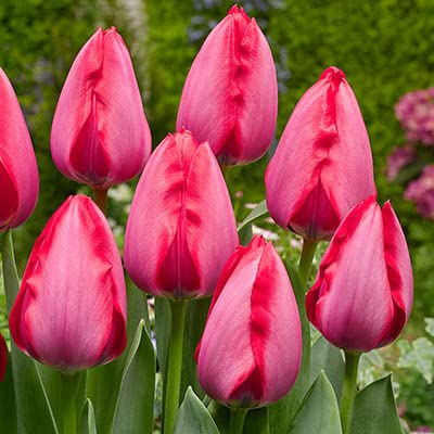 Live Green Imported Tulip Pink-Red Flower Bulbs Multi-Qty Packs (1 Bulbs) (B0BPPF1KY4) Amazon Price History, Amazon Price Tracker