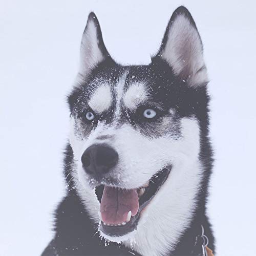 LUCKSTAR 1 Emery Magic Brush Eraser Nano Silicon Carbide Descaling Home Sponge Kitchen Rust Cleaning Tool Set of 5 (Brown)