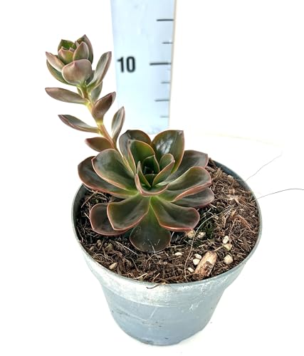 Echeveria Red Sky - Echeveria Rossa - Piante Grasse vere da interno ed esterno, Piante Succulente vera da esterno e interno, grandi. In vaso 13