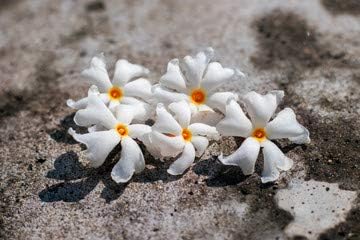 SelpLine | Parijat Tree, Parijatak, Night Flowering Jasmine - Live Plant