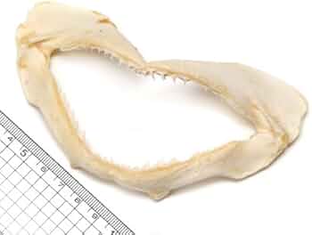 シュモクザメ　アゴ　標本 高級台座付！シュモクザメ あご骨 レプリカ - 頭骨・骨格標本