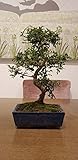  BonsaiGranada  BONSAI ZELVOVA OLMO 8 AÑOS