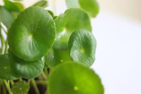 Graceful Chinese Money Plant (Coin Plant/Pilea peperomioides) Real - Disease Free Indoor Addition Enhancing The Look of Decorative Plant Racks (1 Live Healthy Plant With Extra Vine)-picture-10