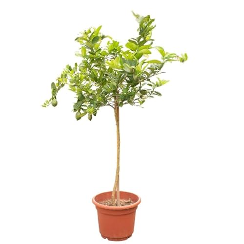 Citrus Limon Tu Árbol Frutal Ideal Para el Exterior del Hogar - Limonero