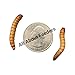 500ct Live Giant Mealworms, Reptile, Birds, Best Bait-Organically Grown