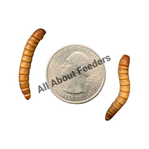 Difference Between Mealworms And Superworms? atelieryuwa.ciao.jp