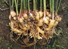 Galangal thai ginger plant, plant seeds for Galangal thai (10 seeds) (B0CM957TX8) Amazon Price History, Amazon Price Tracker