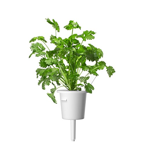 Spicy World Coriander Seeds Whole 3.5 Ounce Bag - Pure, Vegan, All Natural, Product of India (Dhania) - Image 3