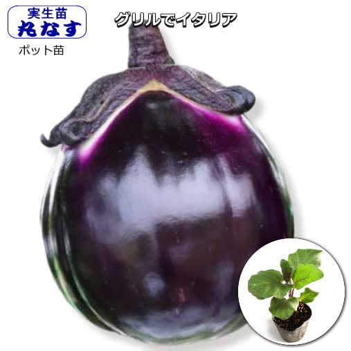 ななすです！ 那須塩原市のクラフトビール なすですな – 那須ガーデン