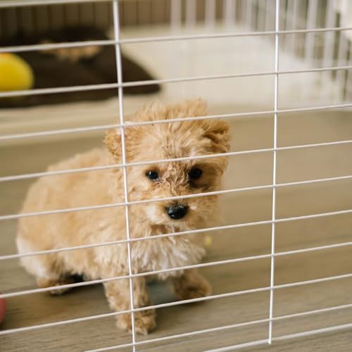Chiot, anxi&eacute;t&eacute;, propret&eacute; : dans quels cas utiliser une cage pour son chien ?
