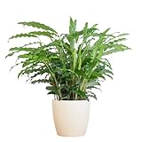 Plantenboetiek.nl