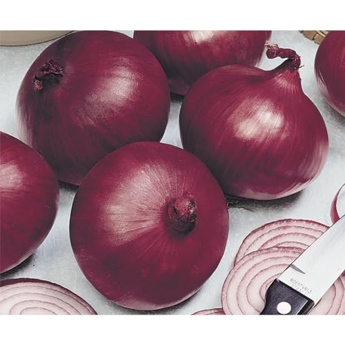Sementes de Cebola Roxa Ipa 10 Pcte C/ 500 Gramas