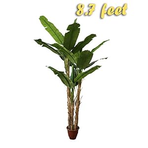 AMERIQUE Gorgeous 5.7 Feet Tropical...