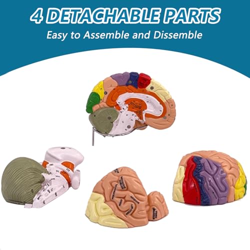 Menschliches Gehirn Modell für Anatomie Neuroanatomie, 2X Lebensgroßes Zerlegbar Bunt Anatomie Modell 4-Teiliges Human Brain Model für Medizinisches Lehren, Bildung, Display