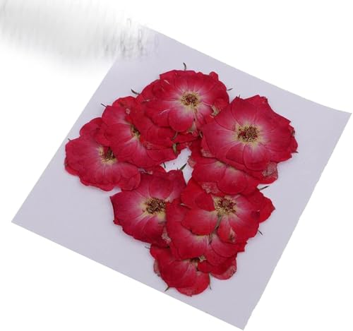 Flores Secas Naturales para Decoración DIY 10 piezas miniatura 7