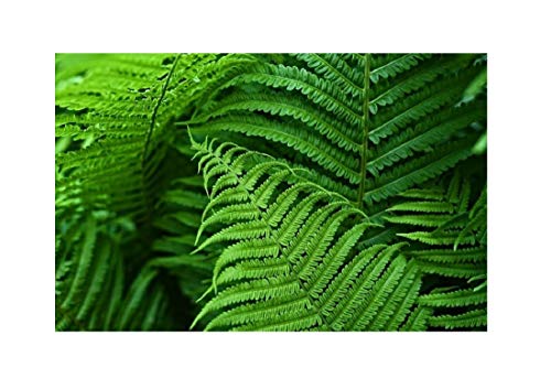 1x Fresh Athyrium Felix Women's Fern Athyrium Plants K-P106