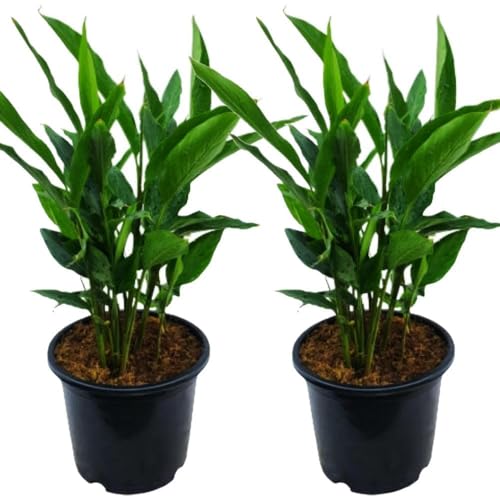 Image of Elaichi Cardamom Plant Live | Aromatic Herbal Spice Plant for Balcony, Terrace & Home Garden | Easy Grow Evergreen Plant (PACK OF 2) NOT IN A POT