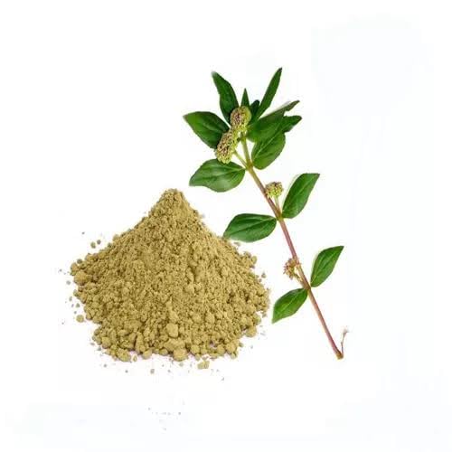 Zone Marketing Organic Amman Pacharichi Powder /அம்மான் பச்சரிசி பவுடர் /Snake Weed Powder -100gm-image-8