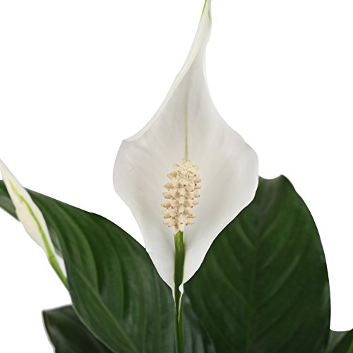 Costa-Farms-Peace-Lily-Spathiphyllum-Live-Indoor-Plant-in-White-Cylinder-Pot-15-Inch-Great-Gift