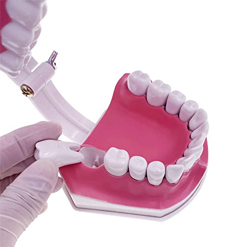 Image of ✮ Dental Anatomy Model ✮ (Premium Quality) ✮ For Demonstration And Educational Purposes