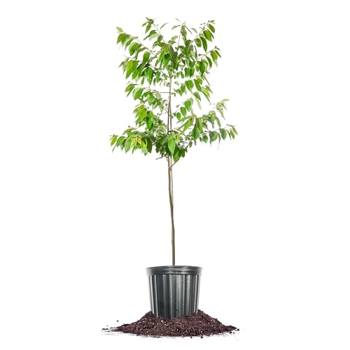 Perfect Plants American Male Persimmon Tree 5 Gallon Growers Pot | Fruit Producing Tree with Beautiful Fall Foliage Great for Orchards