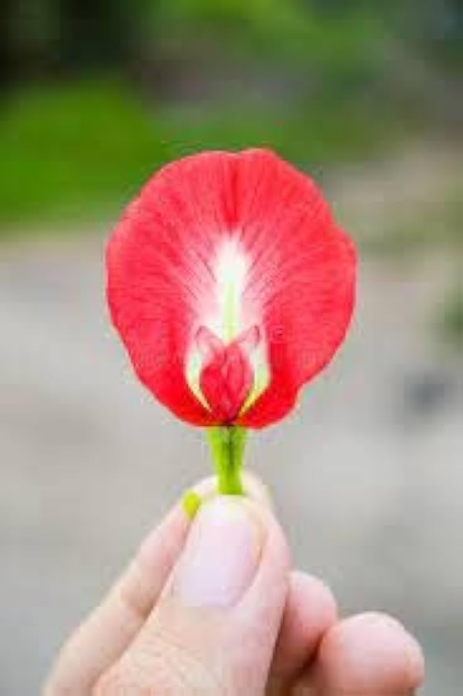 See full amazon price history chart for Aparajita plant live red, plant for red aparajita (pack of 2) Aparajita plant live red, plant for red aparajita (pack of 2) (B0CMXS4M3T) Amazon Price History, Amazon Price Tracker