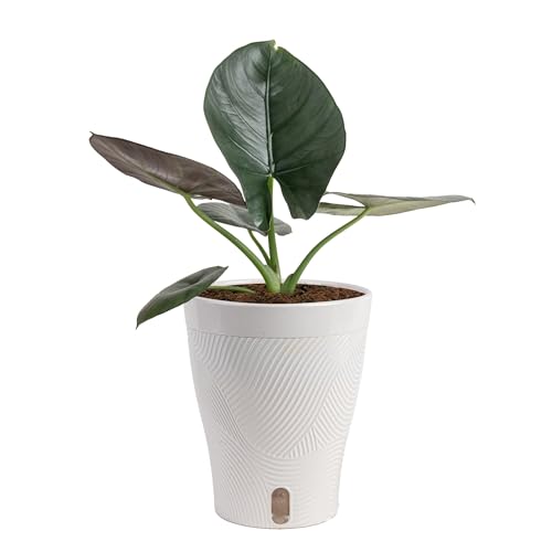 Costa Farms Alocasia Regina Live Plant in Self Watering Pot, Indoor Houseplant, Perfect...