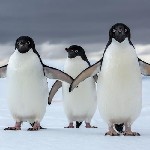 Groundbreaking satellite imagery is teaching us about Antarctic penguins