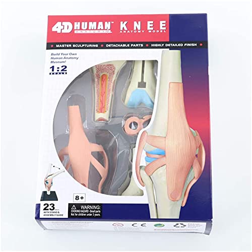 Kniegelenk anatomisches Modell - 19 abnehmbare Teile Medizinisches Lehrmodell - Medizinisches Unterricht anatomisches Kniemodell - für medizinische Bildungsausbildung