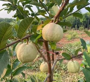 Cloud Farm Alltime Seedless Japanese Sweet White Diamond Guava Fruit Amrud Grafted Hybrid Plant & Tree(Plant Height-1.5 Ft - 2 Ft) Fruiting Start Under 6 To 8 Month, CF_GN_37