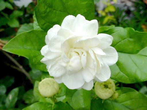 Gardening Arabian Jasmine motiya (Bela) or Motia or Mogra Flower Plant [Pack of 2]