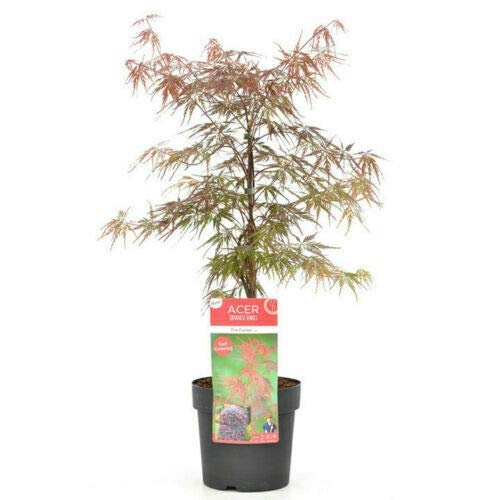 Acero rosso giapponese "Acero palmatum dissectum Firecracker" pianta in vaso ø26 cm Vivaio di Castelletto