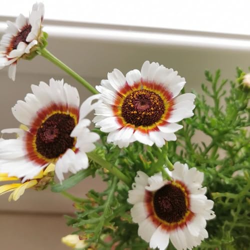 semi di campo, balcone, regali da giardino per le donne di campo rustiche per giardino, resistenti rare, decorazione del soggiorno 80pcs