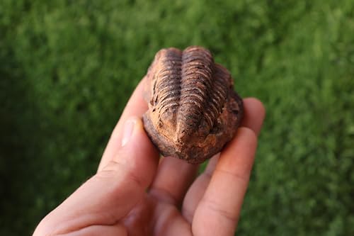 Image of Calymene Trilobite Flexicalymene Trilobite Ordovician Fossil Trilobites A218