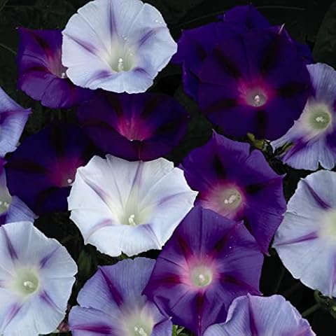 Thompson and Morgan Morning Glory 'Hazelwood Blues' Seeds Cover